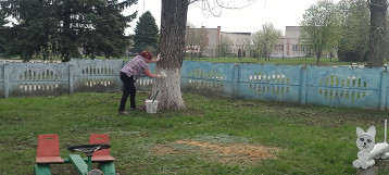 Побелка деревьев Побелка деревьев.